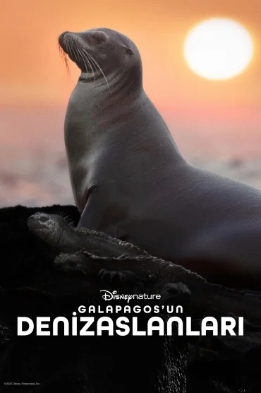 Galapagos'un Denizaslanları